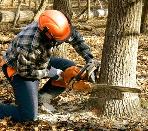 Tree Removal in Athens, LA
